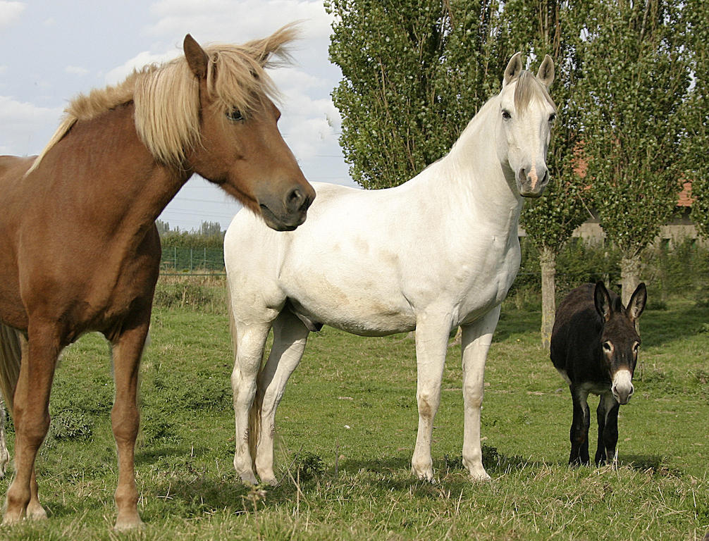 Gite De La Ferme Des Crins Blancs Villa Hazebrouck Rom bilde