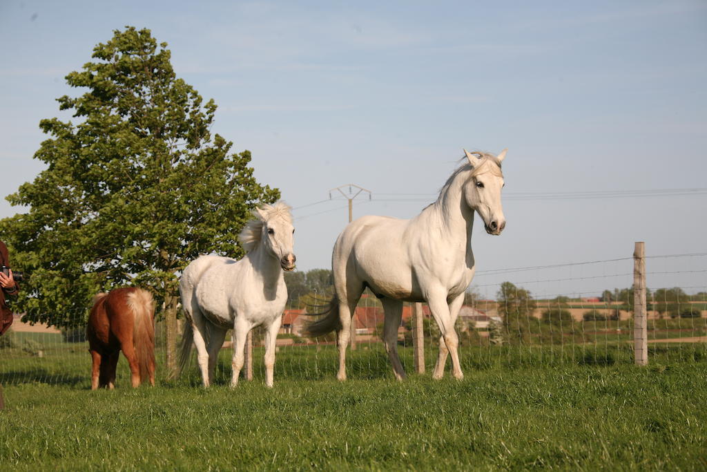 Gite De La Ferme Des Crins Blancs Villa Hazebrouck Eksteriør bilde