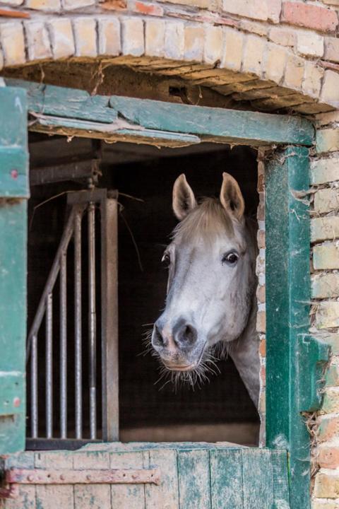 Gite De La Ferme Des Crins Blancs Villa Hazebrouck Eksteriør bilde