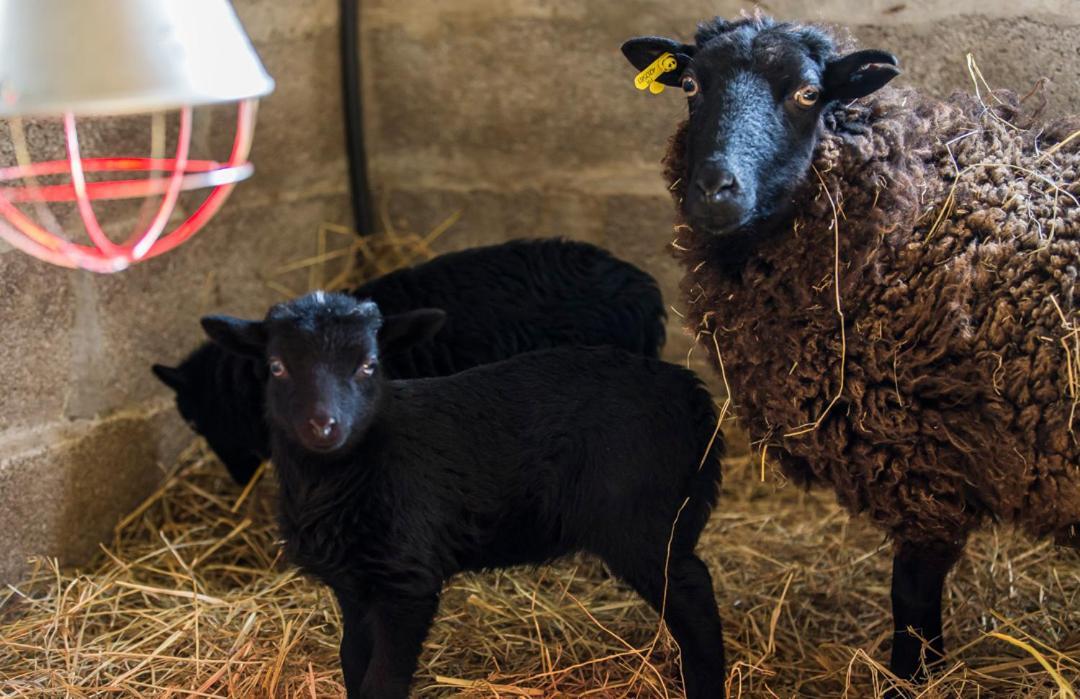 Gite De La Ferme Des Crins Blancs Villa Hazebrouck Eksteriør bilde
